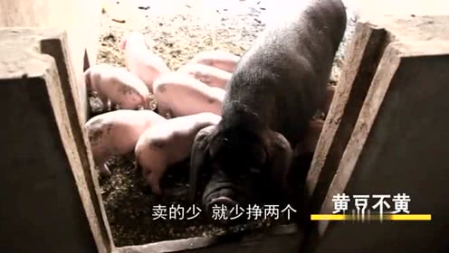 农村大叔想养猪,去请教邻居大哥养猪方法,农村大哥就是实在！
