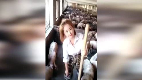 经营打理养猪场的萌妹子！