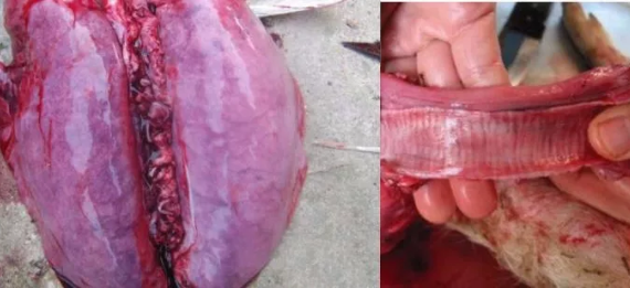 夏季猪场呼吸道疾病——猪肺疫