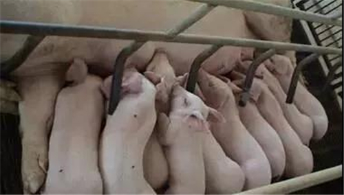 温氏内部母猪饲养方案曝光（内含24个要点，超级实用）