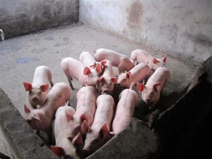 美国猪肉堆积如山, 出口狂降12%, 猪农破产哭泣: 全怪特朗普？