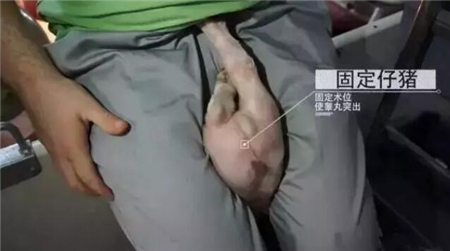 中国养猪网