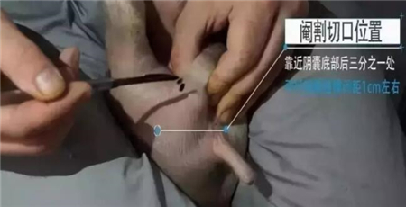 中国养猪网