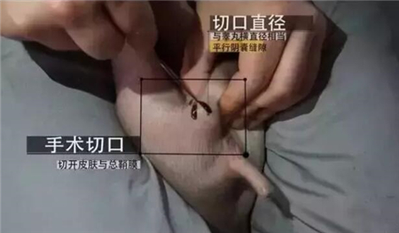 中国养猪网