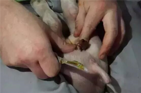 中国养猪网