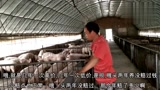 今年养猪赔了2，3万，农村这个养猪大叔却高兴的笑了！