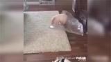又想骗我养猪，托马斯回旋猪，哈哈这猪真厉害啊！