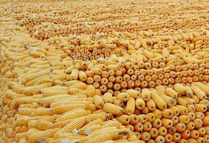 后期行情看涨因素居多，今年上秋玉米一定要涨？