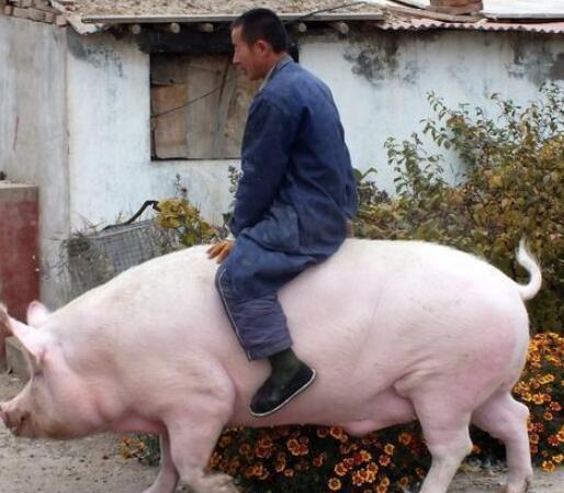 猪价定多少才有利润？专家给农民算了这么一笔账...