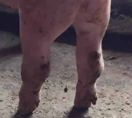 董广林：当前育肥猪肢体病多发的几个原因分析及有效防治措施！