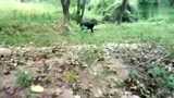 靠山吃山，养猪不喂食散养，年入百万！