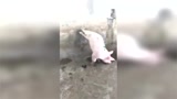 现在养猪没点才艺也不行！