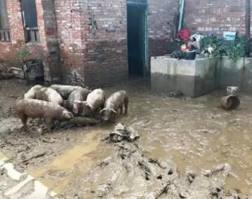 百头猪被刮走，14号台风“摩羯”来势汹汹，猪场得做好这些！