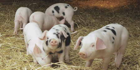 谎报“非洲猪瘟”想敛财？逮你没商量！