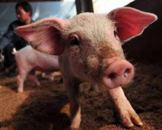 这家养猪巨头巨额亏损，农村养猪人该开心吗？