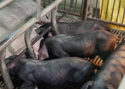 老猪农：如果我不用饲料养猪了，你会支持吗？