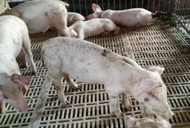 近期猪高烧、咳喘混感频发！来看最佳防治方案！