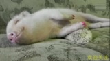 蠢萌猪宝宝的搞笑集锦，原来养猪的乐趣也很多嘛！