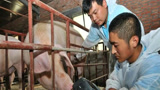 退休工程师新发明的养猪神器，养猪户看了以后都喜滋滋！
