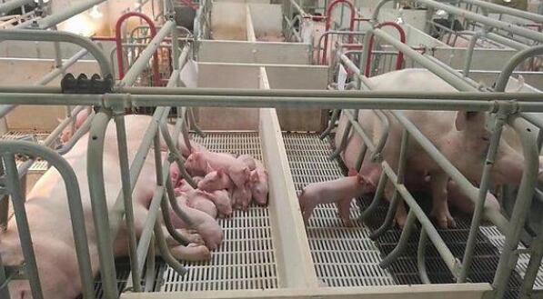 现代瘦肉型怀孕母猪料的营养设计思路！