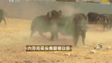 养猪和种草莓的互相帮衬，规避风险，共赢，共致富...