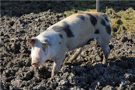 疫情猛如虎！河南发生一起猪O型口蹄疫，173头发病猪被处理！