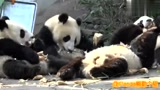 欢迎来到雅安“养猪”场,这应该是最贵的“养猪”场了吧!