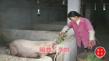 农村大叔自编一首养猪难唱的是句句辛酸泪，都听听！