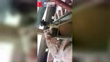 现代化喂猪技术，养猪场喂料车，育肥猪喂料系统！