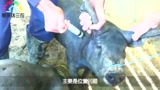 猪场技术，你会给猪打针吗？注射过程中这5点要注意！
