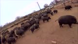 看完农民这一栏猪后就知道有多赚钱了，连农用车都是几十万级别的...