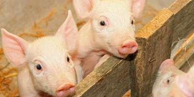 黑龙江省政府：检测结果表明佳木斯养猪场不存在非洲猪瘟！