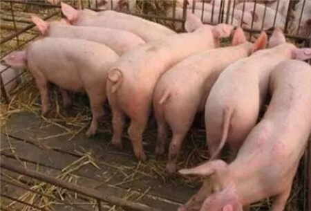 探访双汇封锁现场：多人穿隔离服把门，生猪被禁出厂...