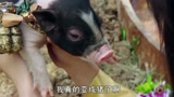 一只猪从天而降砸在小伙身上，猪到底说了什么？把小伙都吓跑了