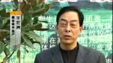 藏香猪养殖技术—藏香猪养殖视频—藏香猪群的饲喂...