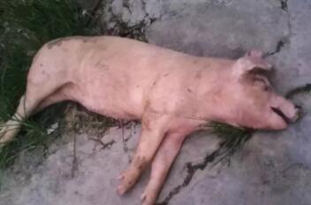 大猪无任何症状突然死亡，可能是什么病？
