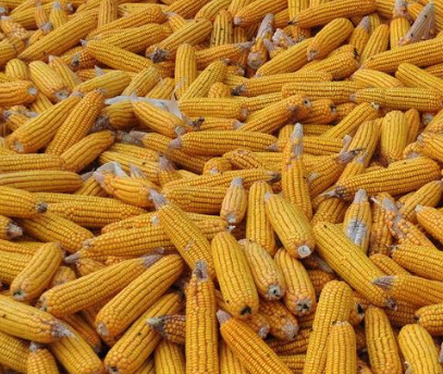 饲料产量不及往年，玉米可能会突破“一元”大关！