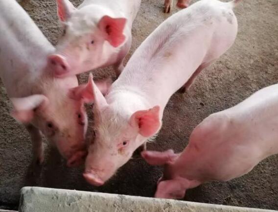 20头母猪需投资多少钱？专家算完后，农民说：已经养不起猪了！