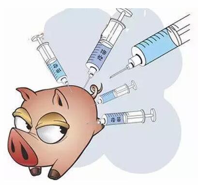 养猪人注意了，想让猪疫苗效果大增你得这样做！