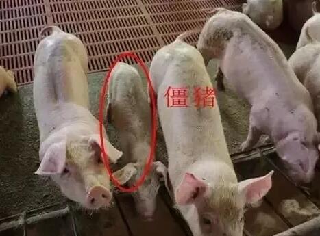 除了配种，公猪精液竟然还可以治疗僵猪！