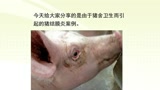 夏季猪场多发病！养猪人要警惕猪“结膜炎”！