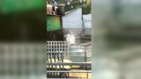 圈养猪的日常，每日一游，莫名觉得搞笑