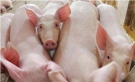 不要理会猪病谣言，调整心态，养好猪才是关键！