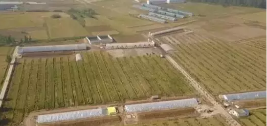 把猪养在田里，不仅没被拆还能过环评！怎么回事？