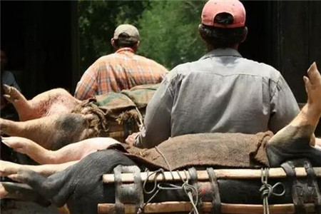 重大！无检疫证明转运生猪，一养猪场被罚近九万！