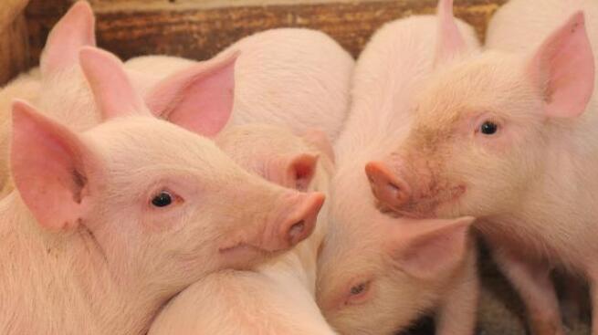 浙江又发生一起猪瘟！全国活猪跨省禁运或许真的要来了？