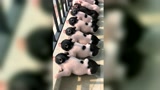 妹子，你家是养猪的吗？走近一看我彻底没脾气了
