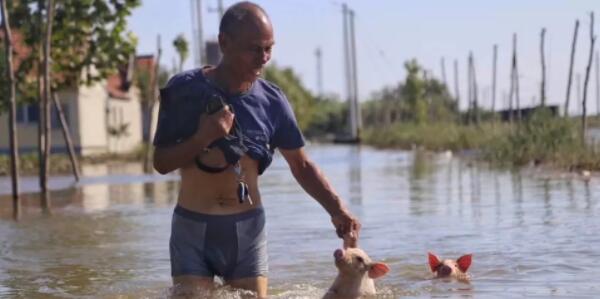 惨！一夜之间上万头猪泡死，天灾“人祸”？