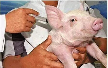 教你一手，怎样预防猪对疫苗过敏现象的发生！