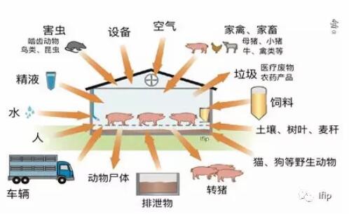 为了控制疾病的传染和扩散，猪场应采用简单易行的生物安全措施...